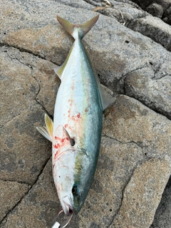 イナダの釣果