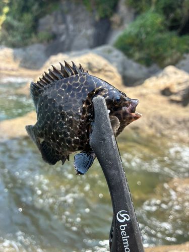 イシガキダイの釣果