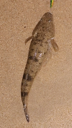 マゴチの釣果