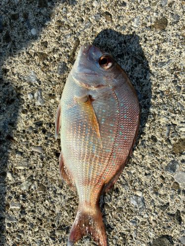マダイの釣果
