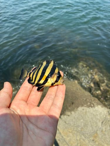 イシダイの釣果