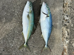 イナダの釣果