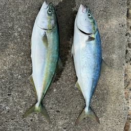 イナダ