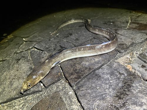 ホタテウミヘビ
