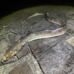 ホタテウミヘビ