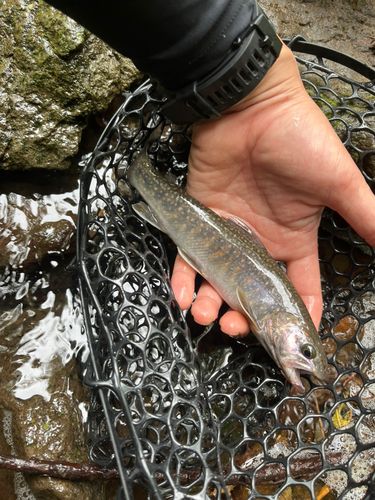 イワナの釣果