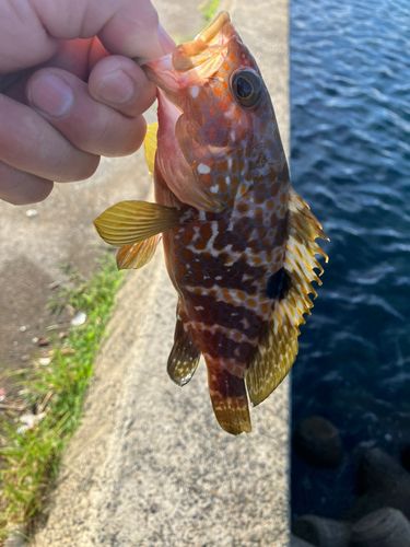 キジハタの釣果