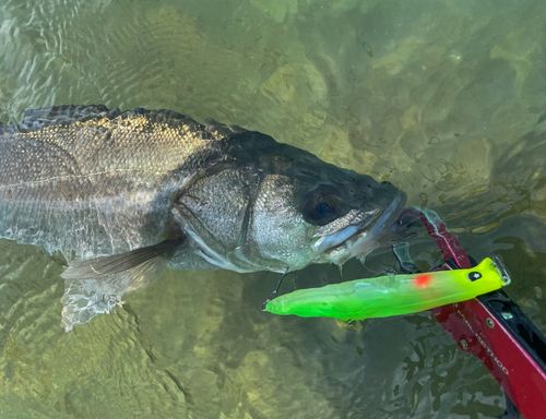 シーバスの釣果