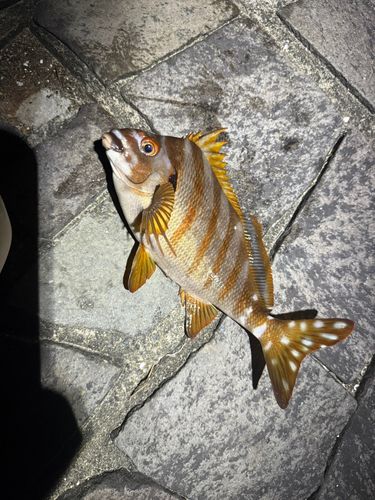タカノハダイの釣果