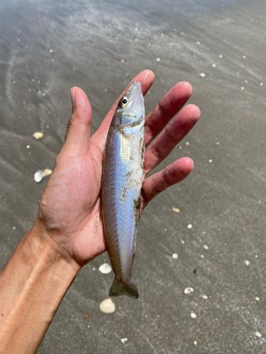 シロギスの釣果