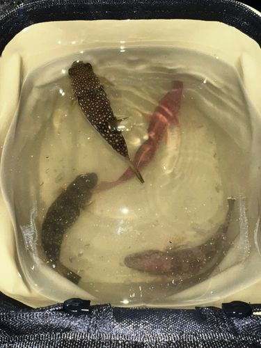 ガシラの釣果