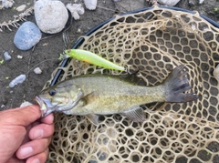 スモールマウスバスの釣果