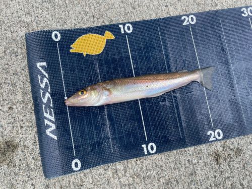 キスの釣果