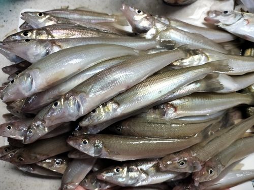 シロギスの釣果