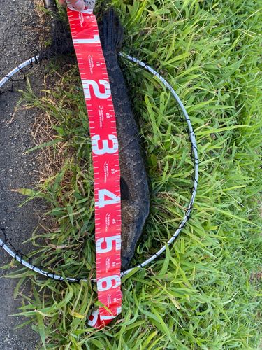 ライギョの釣果