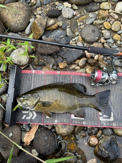 スモールマウスバスの釣果