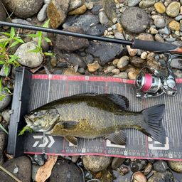 スモールマウスバス