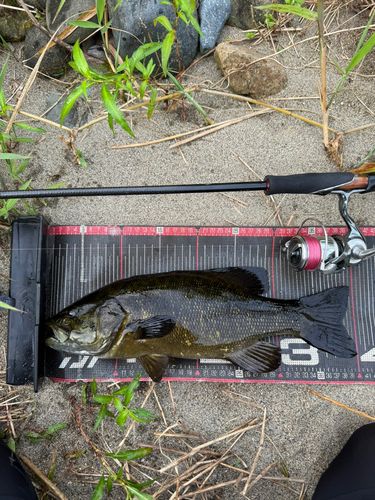 スモールマウスバスの釣果