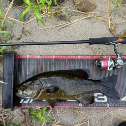 スモールマウスバス