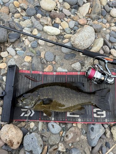 スモールマウスバスの釣果