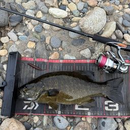 スモールマウスバス