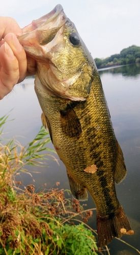 ラージマウスバスの釣果