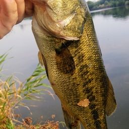 ラージマウスバス