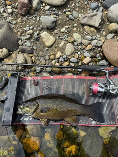 スモールマウスバスの釣果