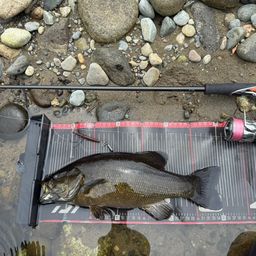 スモールマウスバス