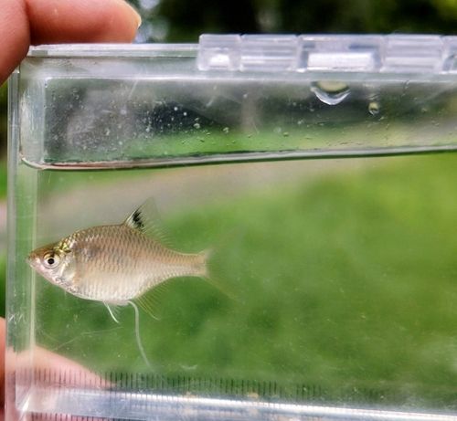 タイリクバラタナゴの釣果