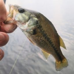 ラージマウスバス