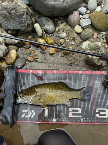 スモールマウスバスの釣果