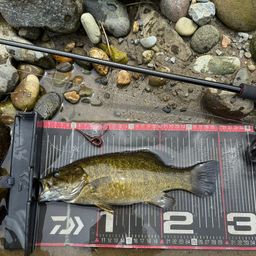 スモールマウスバス