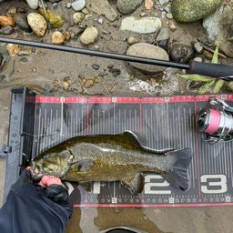 スモールマウスバス