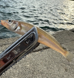 キスの釣果