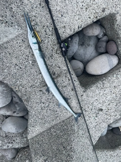 ダツの釣果