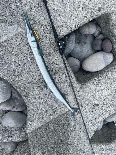 ダツの釣果