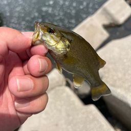 スモールマウスバス