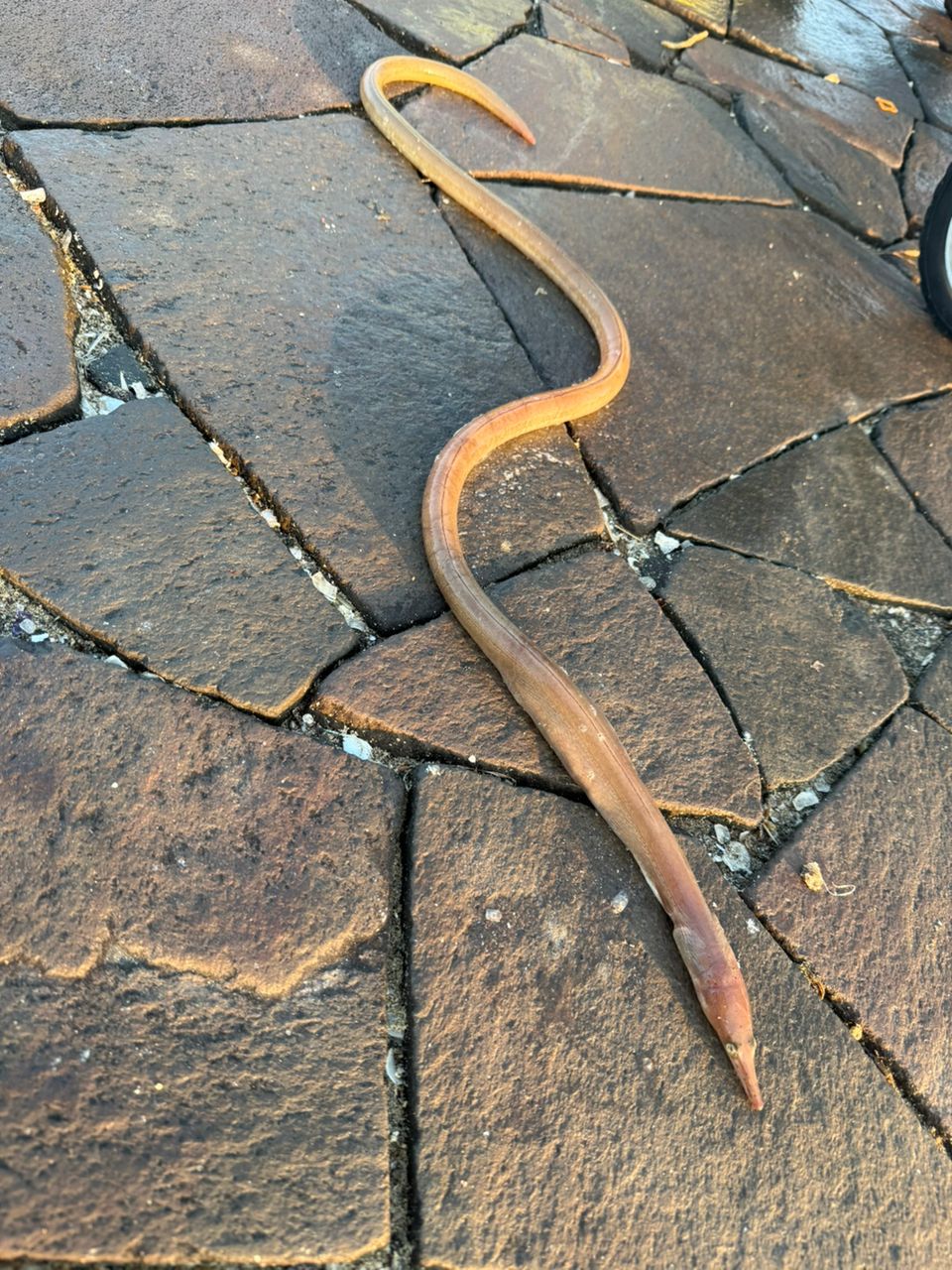 ダイナンウミヘビ