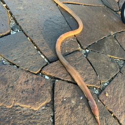 ダイナンウミヘビ