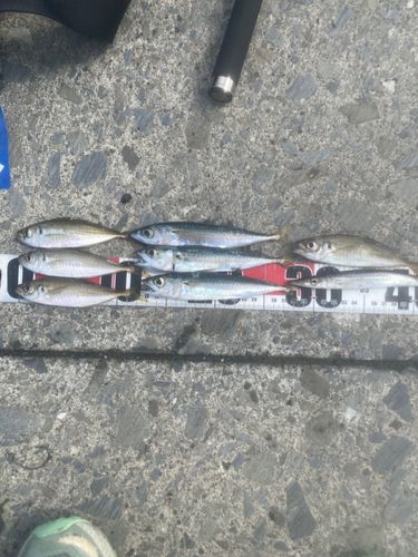 アジの釣果