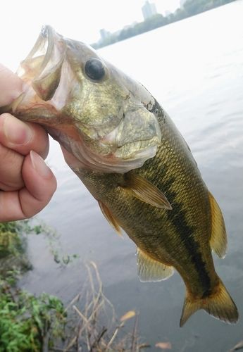 ラージマウスバスの釣果