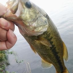 ラージマウスバス