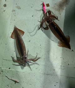 スルメイカの釣果
