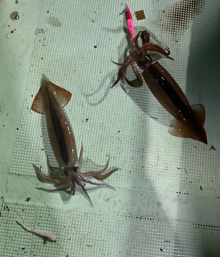 スルメイカの釣果