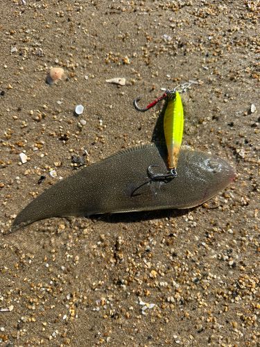 シタビラメの釣果
