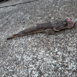 マゴチ