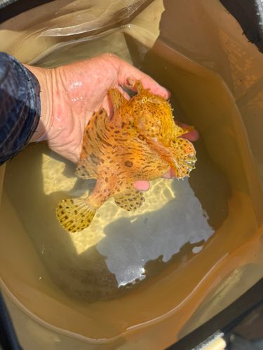 アンコウの釣果