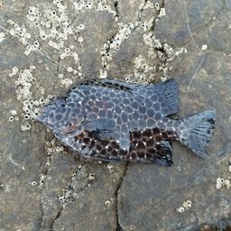 イシガキダイ