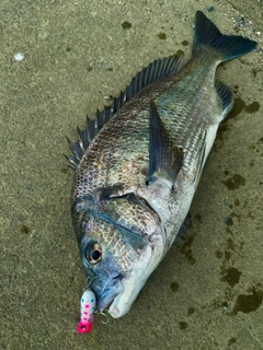 クロダイの釣果